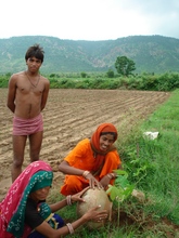 Community tree plantation, Meena ki Dhani village