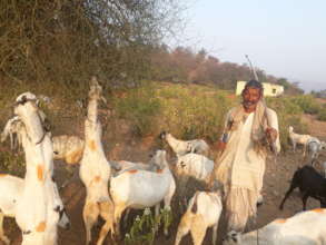 local pastoralist grazing livestock