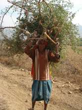 Women Stress:NTFP collection from Orans