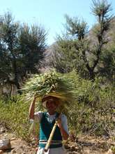 NTFP collection from Oran: Income generation