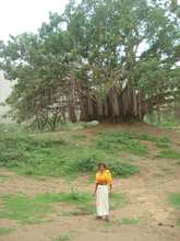 Saddhu & Banyan, Alwar, Rajasthan