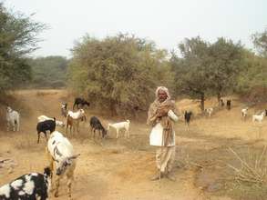 Shepherd, Alwar, Rajasthan