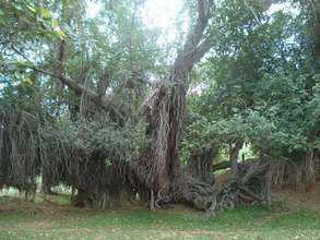 Banyan Tree, Jaipur, Rajasthan