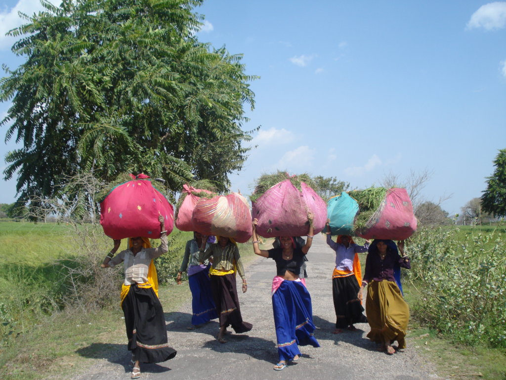 Stop deforestation and restore community lands
