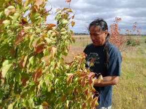 Standing Rock Sioux orchard going strong!