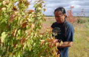 Trees for Tribes