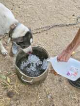 We make ice water for the dogs on hot days.