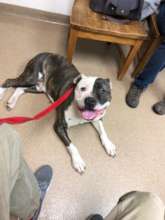 Cletus, looking good at one of his doctor visits!