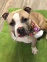 Beautiful Stella today-happy and healthy!