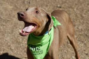 Ready and waiting for his forever home