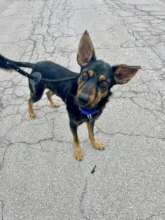 Creed is such a handsome boy! Love his ears!