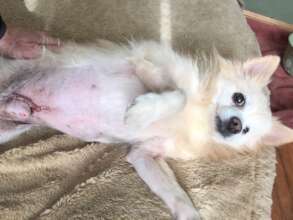 Chester had bladder stone surgery.