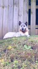 Charlie, injured, laying by the woods.