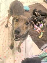 Lulu was a very good momma!