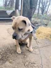 Teenie had lived on her chain for 3 yrs.