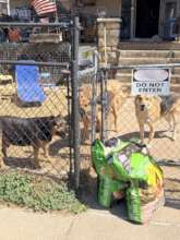 Samuel has 5 dogs and needs help.