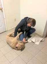 Teenie loves having her belly rubbed!
