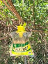 Fly traps are invaluable!!