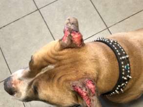 The pain and damage that flies can do!
