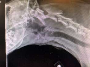 X-ray of broken needle in Charlie's neck.