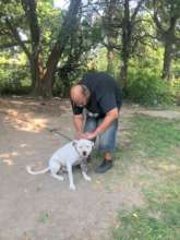 An owner applying the ear gel that we gave him.