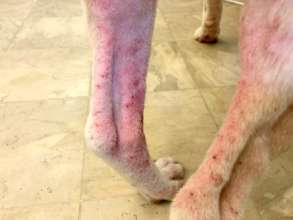 Lots of insect and allergy problems.