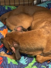 You can see how eaten up the ears are by the flies