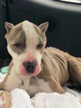 Apollo on the way to the vet when he was rescued.