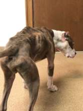 Apollo was totally emaciated. So sad.