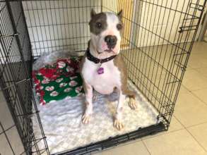 Apollo is doing great! Handsome boy!