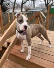 Apollo, 2 weeks after rescue! Thank you donors!!