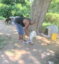 Owner putting ear gel on his dog's ears.