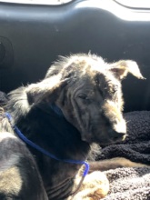 Creed on his to the vet.