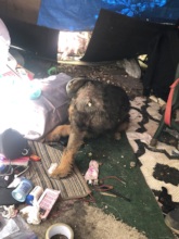 Mojo in the Homeless Camp