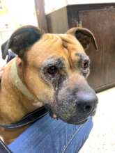 Allie's owners are homeless. Eye infection.