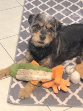 Because a Homeless Man Cared, Mojo's Happy!