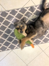 Mojo loves life now! He is happy!