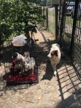 Another mom and babies heading to rescue.