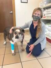 Star had tumors removed by her eye and on leg.