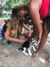 Putting flea meds on dogs at a homeless camp.