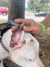 We took meds for this homeless man's dog's ear!
