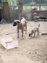 Another mom with the last of her litter.