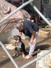 This man lives in a tent with his 2 dogs.