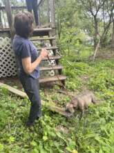 Getting a stray, pregnant pit bull.