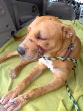 This dog was attacked by another dog.