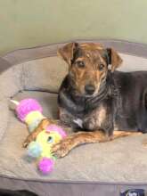 Happy Lulu! Rescued by Chain of Hope!
