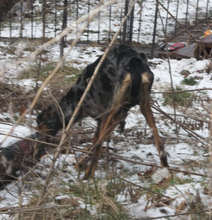 Bailey, stray picked up on outreach.