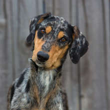 Bailey, just before going to her forever home !