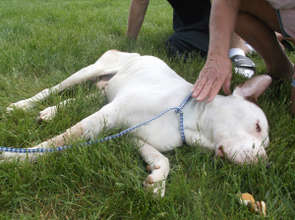 Calvin crossing over...RIP sweet boy.