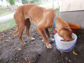 Daphne before rescue